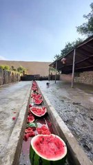 Watermelon Party for Pigs at the Farm #shorts