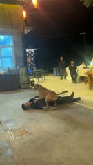Emotional Moment_ Dog Tries to Wake  Dead  Master #shorts