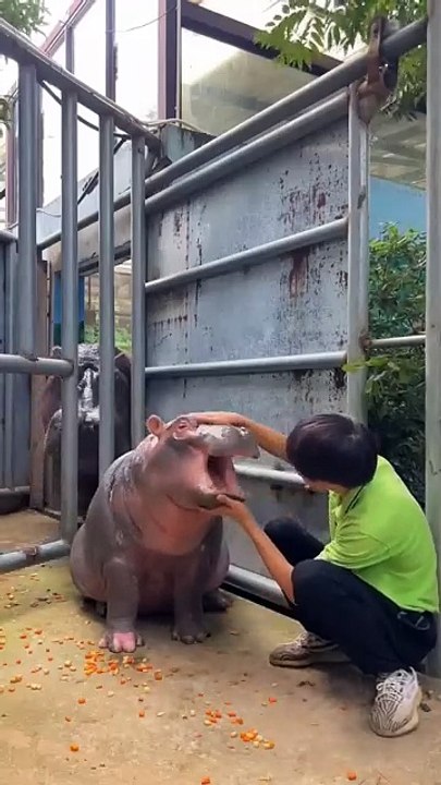 Funny Baby Hippo Moments That Will Melt Your Heart #Shorts