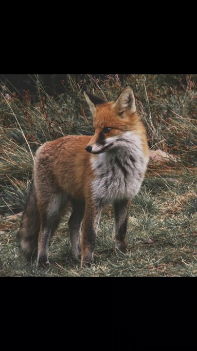 Curiosidades de los Zorros🦊 #short #shorts #shortvideo #mundoanimal #curiosidades #zorro #animals #todocuriosidades30