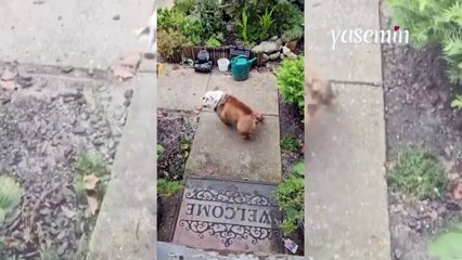 Kaykay süren köpek! Kaykay süreceğini anlayınca heyecanını gizleyemedi