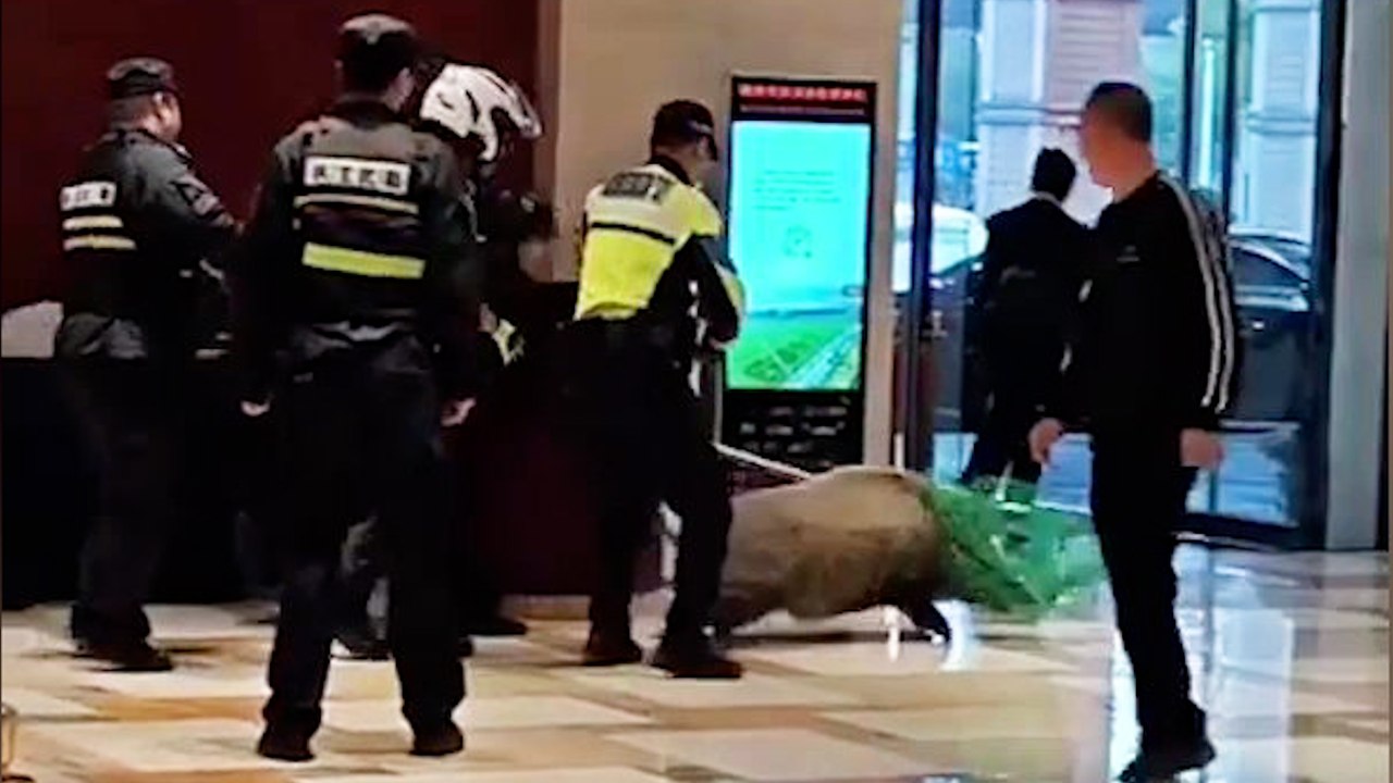 Wildschwein sorgt für Chaos in der Hotellobby