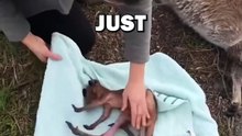 NEWBORN KANGAROO! #animals #animalstories #animalrescue #cute