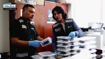 Detienen a un hombre con 320 tarántulas y 110 ciempiés en el aeropuerto de Perú