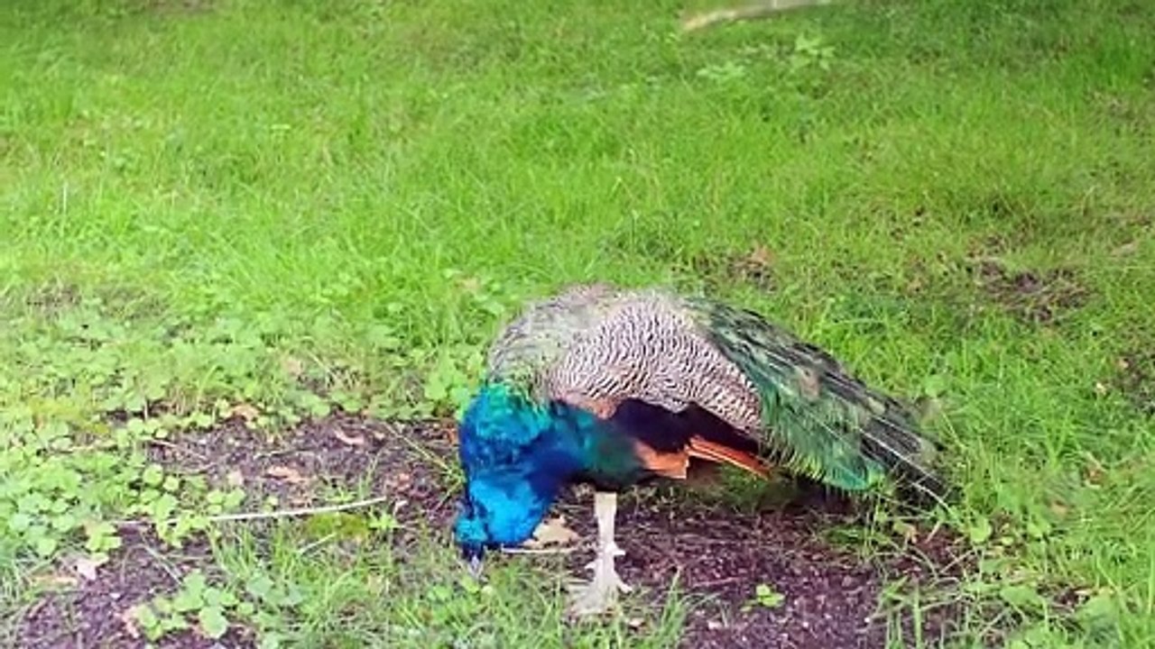 Peacock 🦚