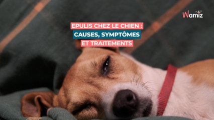Epulis chez le chien : causes, symptômes et traitements