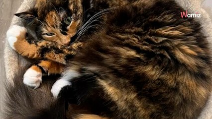 Une femme envoie une photo de son chat à sa mamie : sa réponse est choquante (Vidéo)