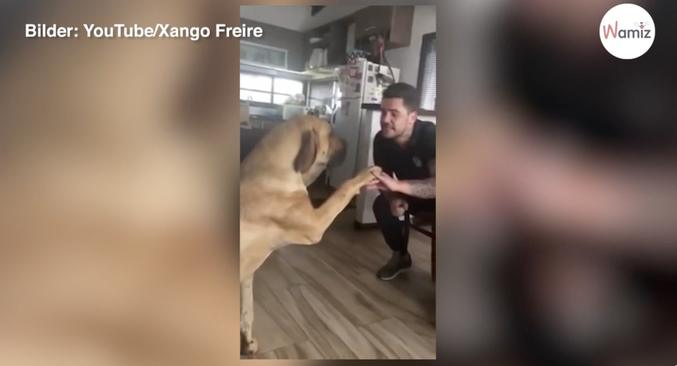 80 Kilo schwerer Hund bekommt Ärger: Seine Reaktion ist zum Niederknien (Video)