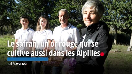 Le safran, un or rouge qui se  cultive aussi dans les Alpilles