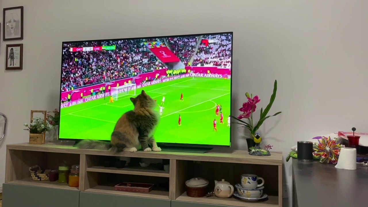 Busy day to be a cat