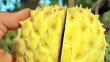 Srikaya biriba fruit