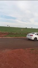 PM segue buscas por foragido após tiroteio na zona rural de Francisco Alves