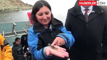 Çanakkale Savaşları'ndan kalma 109 yıllık 'HMS Majestic' batığına 400 ıstakoz salındı