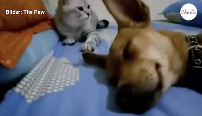 Hund pupst: Kätzchen reagiert prompt!