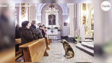 Schäferhund kommt dauernd in die Kirche, dann versteht der Pfarrer endlich warum