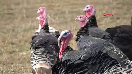 Hakkari'de üretilen yılbaşı hindilerinin fiyatları belli oldu