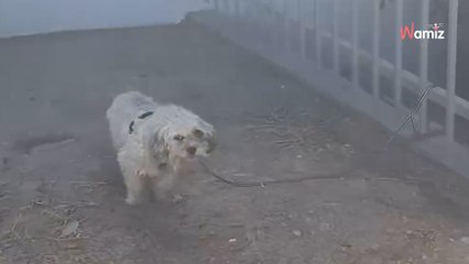Ce chien est abandonné sous un soleil de plomb : elle contacte le seul héros capable de porter secours (vidéo)