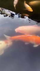 Come here at my place for a tour