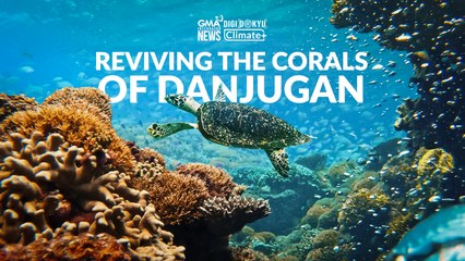 Reviving the corals of Danjugan Island in Negros Occidental | DigiDokyu
