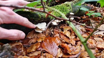 I love mushroom foraging in Sheffield