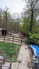 Pet ducks come running when owner calls for them!