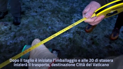Abbattuto in Trentino, con la scorta dei carabinieri, l'abete rosso per il Papa