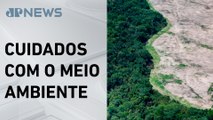 Desmatamento na Mata Atlântica registra queda de 55% no primeiro semestre de 2024