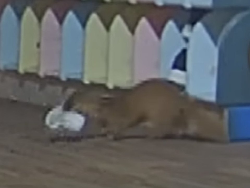 Ungewöhnlicher schuhdieb auf frischer tat ertappt