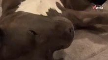 Video. Spende più di 700 euro dal veterinario: pensa a uno scherzo quando sente la diagnosi