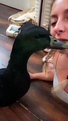Girl is hanging out with her pet duck!