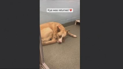 Tras ser abandonado dos veces por ser muy inquieto, este perro viaja 8 horas para cambiar su destino