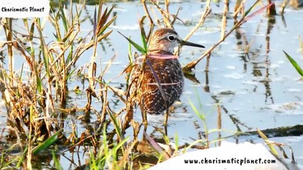 Wood Sandpiper, Size, Habitats, Identification, and Migration