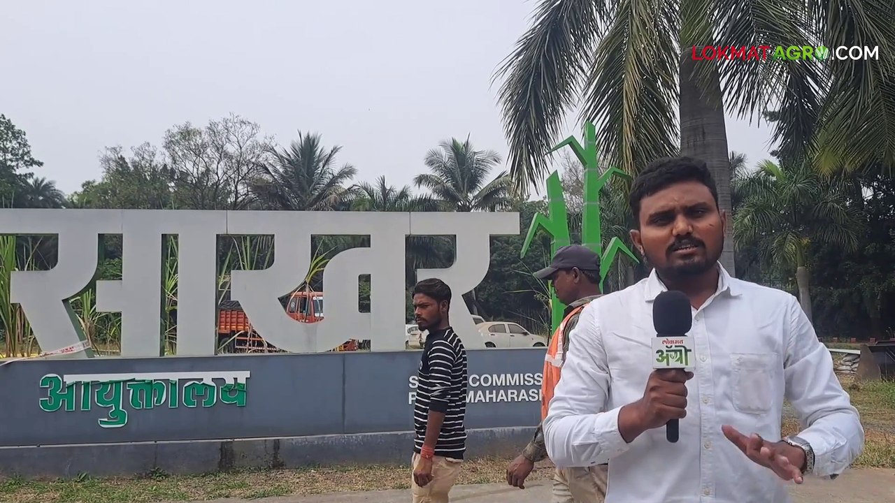 Sugarcane Season - कारखान्यांचे धुराडे पेटले! अखेर आज राज्यभरातील साखर कारखाने झाले सुरू