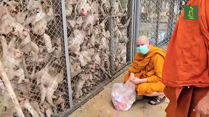 Decenas de monos invaden una comisaría de Policía en Tailandia tras escapar de una jaula