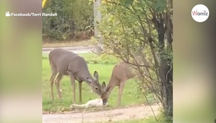 Rehe nähern sich einem Kätzchen: Niemand war darauf vorbereitet, was folgen würde (Video)