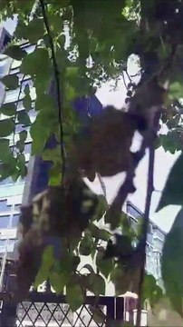 Jasa Cat Dinding Gedung di Jatinegara Jakarta Timur | Jasa Pengecatan Gedung dengan Penggunaan Cat Ramah Lingkungan