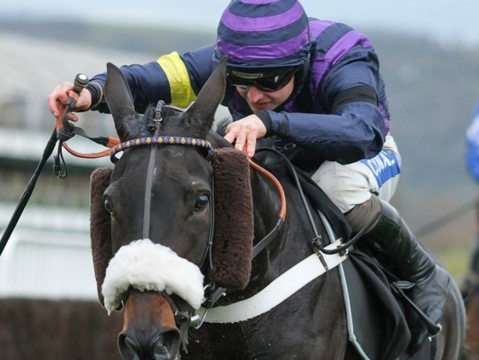 Drei Pferde sterben bei Cheltenham-Rennen - eins davon live im TV