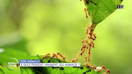 Vos animaux : À quoi pensent vraiment les animaux ?