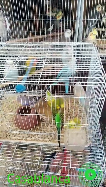 Le Spectacle Envoûtant des Oiseaux du Souk Al Qaria à Casablanca