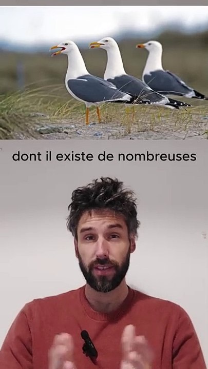 Ces mots viennent du breton