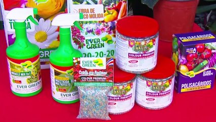 bd-publireportaje-evergreen-181124