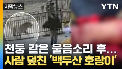 [자막뉴스] "팔 물어뜯어버렸다" 공포의 백두산 호랑이...중국 아비규환 / YTN