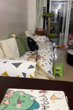 2024 best animals videos #cutecatvideos #funnycatvideos #cuteanimals #funny #reels #shortsvideo #shorts #animal #funny animals #cat #animals #fyp