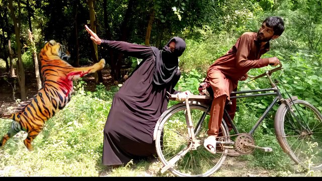 Tiger attack man in the forest | royal bengal tiger attack | tiger attack