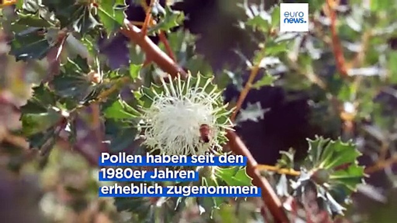 Der Klimawandel verschlimmert die Symptome von Pollenallergien