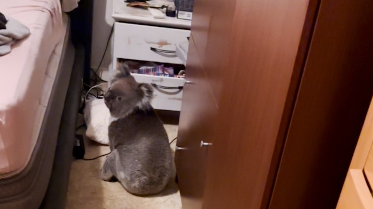 Paar kommt nach Hause und findet Koala Bär in ihrem Schlafzimmer