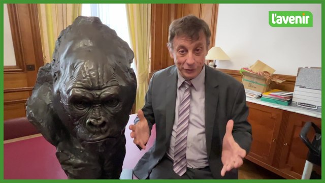 Le gorille de Pairi Daiza s'échappe du bureau du bourgmestre de Tournai