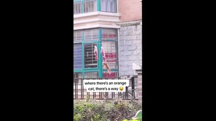 FUNNY CUTE CATS COMPILATION OF 2024 V4 TOP 100 FUNNY CATS CUTE AND FUNNY CATS  COMPILATION