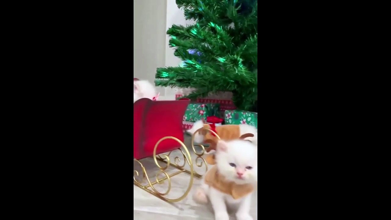 FUNNY CUTE CATS COMPILATION OF 2024 V7 TOP 100 FUNNY CATS CUTE AND FUNNY CATS  COMPILATION