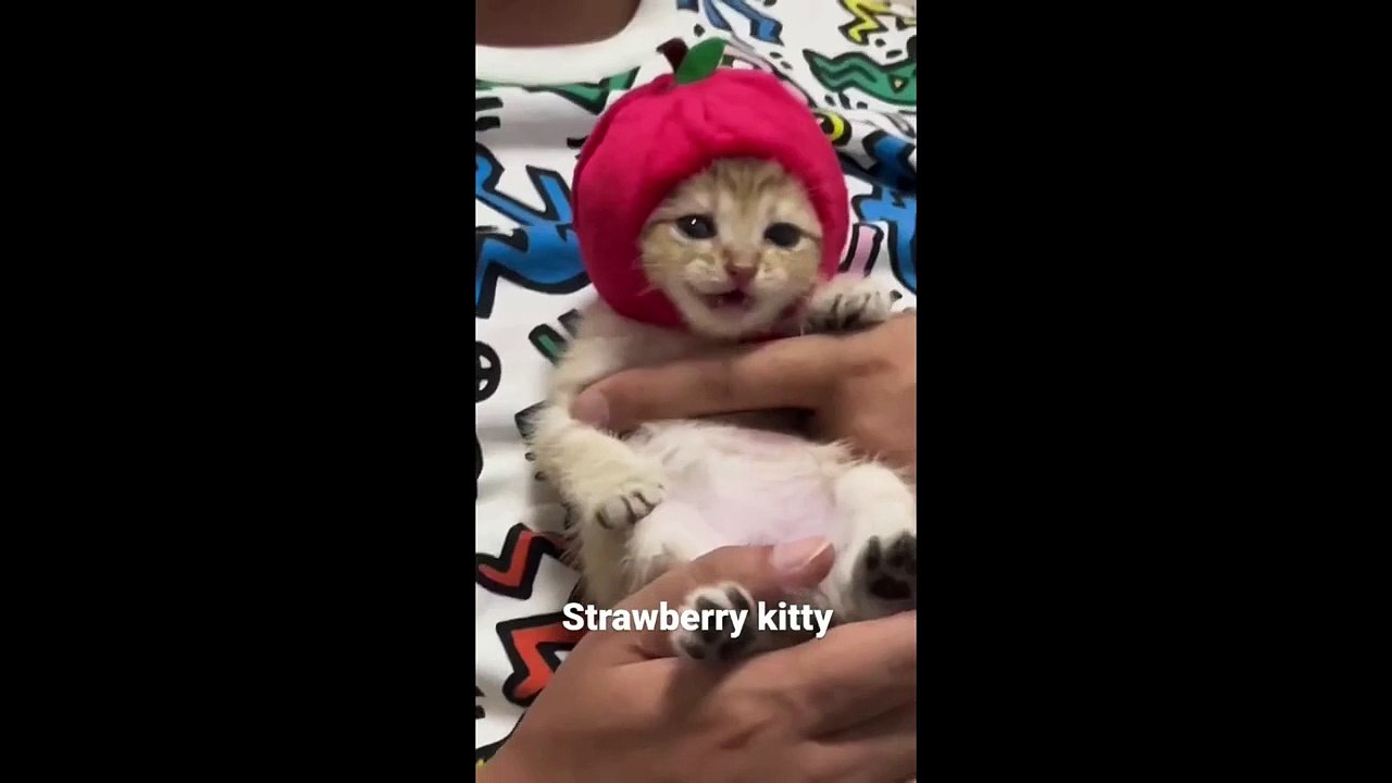 FUNNY CUTE CATS COMPILATION OF 2024 V9 TOP 100 FUNNY CATS CUTE AND FUNNY CATS  COMPILATION